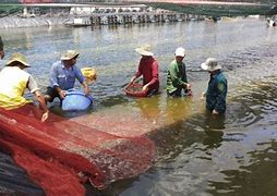 Công Ty Tnhh Nuôi Trồng Thủy Sản Minh Phú Lộc An